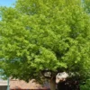 Box Elder Maple Tree - Acer negundo Plant - 12-18" Tall - 1 Gallon Pot