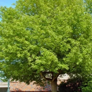 Box Elder Maple Tree - Acer negundo Plant - 12-18