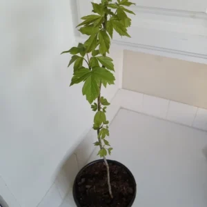 Box Elder Maple Tree - Acer negundo Plant - 12-18" Tall - 1 Gallon Pot