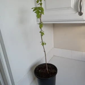 Box Elder Maple Tree - Acer negundo Plant - 12-18