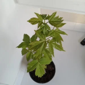 Box Elder Maple Tree - Acer negundo Plant - 12-18