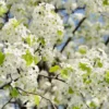 Bradford Pear Tree Pyrus calleryara Plant - 12-24" Tall - 1 Gallon Pot - Flowering Tree
