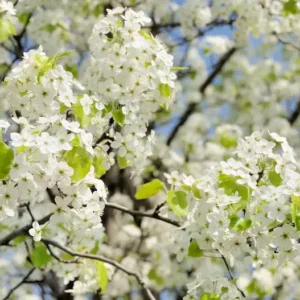 Bradford Pear Tree Pyrus calleryara Plant - 12-24