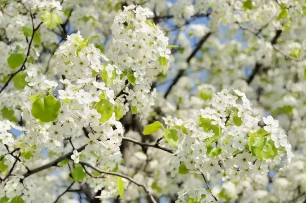 Bradford Pear Tree Pyrus calleryara Plant - 12-24" Tall - 1 Gallon Pot - Flowering Tree