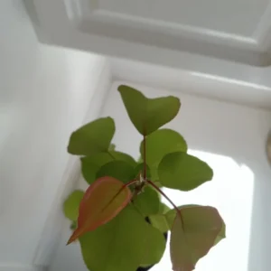 Bradford Pear Tree Pyrus calleryara Plant - 12-24" Tall - 1 Gallon Pot - Flowering Tree