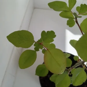 Bradford Pear Tree Pyrus calleryara Plant - 12-24