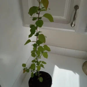 Bradford Pear Tree Pyrus calleryara Plant - 12-24