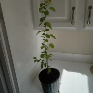 Bradford Pear Tree Pyrus calleryara Plant - 12-24