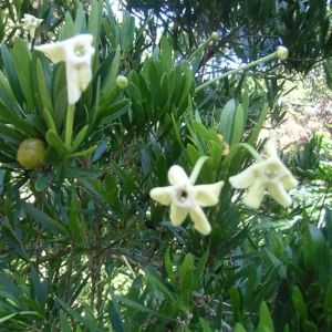 Brunfelsia Densifolia Plant - Serpentine Hill Raintree 1-2 Ft Tall 1 Gal Pot