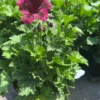 Burgundy Geranium Live Plant - 1Ft Tall - 6” Pot - Flowering Plant