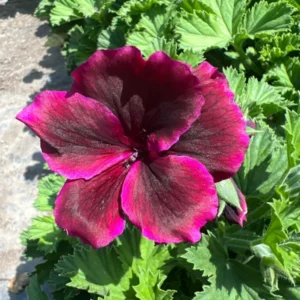 Burgundy Geranium Live Plant - 1Ft Tall - 6” Pot - Flowering Plant
