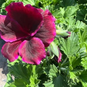 Burgundy Geranium Live Plant - 1Ft Tall - 6” Pot - Flowering Plant
