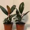 Burgundy Rubber Plant 2 Pack - Live Potted Plant - 4 Inch Burgundy