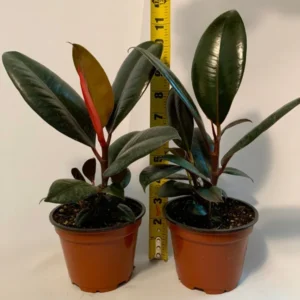 Burgundy Rubber Plant 2 Pack - Live Potted Plant - 4 Inch Burgundy