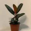 Burgundy Rubber Plant 4 inch Potted Houseplant Burgundy