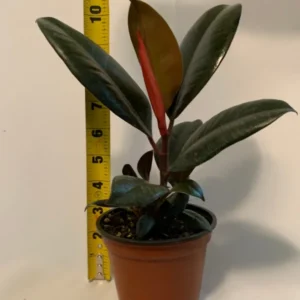 Burgundy Rubber Plant 4 inch Potted Houseplant Burgundy