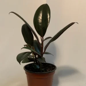 Burgundy Rubber Plant 4 inch Potted Houseplant Burgundy