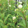 Buttonbush Tree Plant - Cephalanthus occidentalis - 1 Gallon Pot - Shrub