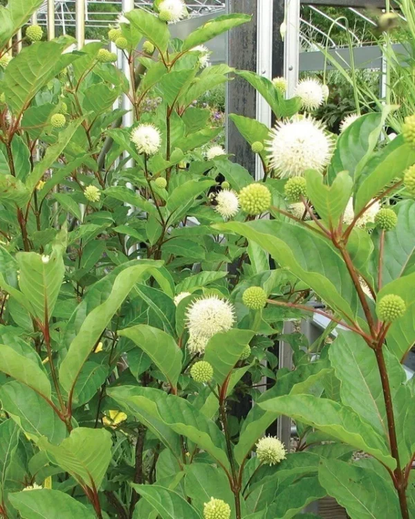 Buttonbush Tree Plant - Cephalanthus occidentalis - 1 Gallon Pot - Shrub