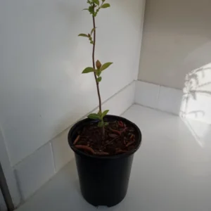 Buttonbush Tree Plant - Cephalanthus occidentalis - 1 Gallon Pot - Shrub