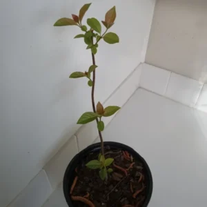 Buttonbush Tree Plant - Cephalanthus occidentalis - 1 Gallon Pot - Shrub