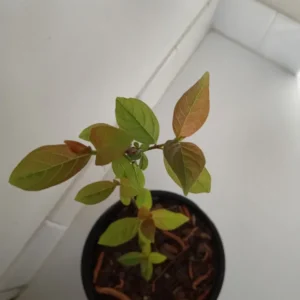 Buttonbush Tree Plant - Cephalanthus occidentalis - 1 Gallon Pot - Shrub