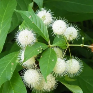 Buttonbush Tree Plant - Cephalanthus occidentalis - 1 Gallon Pot - Shrub