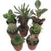 Cactus and Succulent Collection - 8 Plants - Terrarium & Fairy Garden - 2" Pots