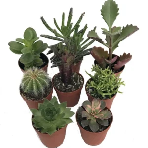 Cactus and Succulent Collection - 8 Plants - Terrarium & Fairy Garden - 2