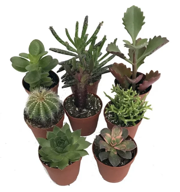 Cactus and Succulent Collection - 8 Plants - Terrarium & Fairy Garden - 2" Pots