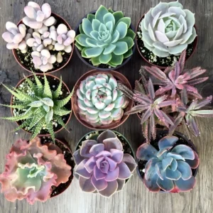 Cactus and Succulent Collection - 8 Plants - Terrarium & Fairy Garden - 2" Pots