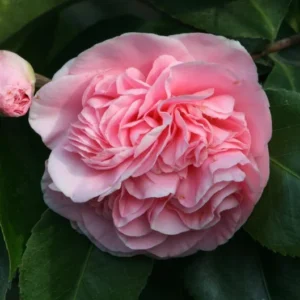 Camellia Debutante Plant Camellia Japonica - 1Ft Tall - 6” Pot