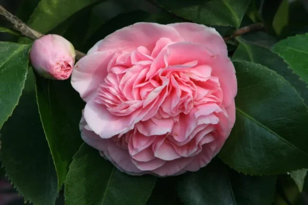 Camellia Debutante Plant Camellia Japonica - 1Ft Tall - 6” Pot