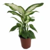 Camille Dieffenbachia Plant - 3.5 Inch Pot - Easy to Grow Houseplant