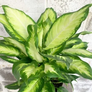 Camille Dieffenbachia Plant - 3.5 Inch Pot - Easy to Grow Houseplant
