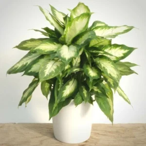 Camille Dieffenbachia Plant - 3.5 Inch Pot - Easy to Grow Houseplant