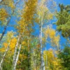 Canoe Birch Tree Single Tree - Paper White Birch Betula Papyrifera 2 to 3 Feet - NOT SHIP AK, HI