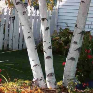 Canoe Birch Tree Single Tree - Paper White Birch Betula Papyrifera 2 to 3 Feet - NOT SHIP AK, HI