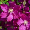 Cardinal Wyszynski Clematis Vine - 2.5" Pot - Crimson Flowers