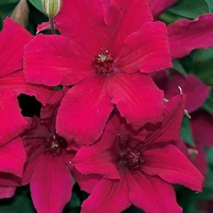 Cardinal Wyszynski Clematis Vine - 2.5" Pot - Crimson Flowers