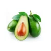 Caribbean Avocado Tree Organic Included Pot - Ready to Grow