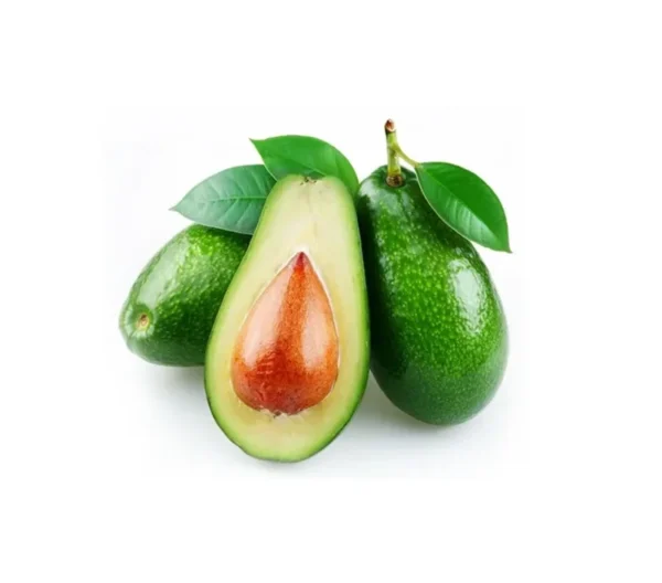Caribbean Avocado Tree Organic Included Pot - Ready to Grow