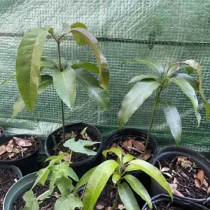 Caribbean Avocado Tree Organic Included Pot - Ready to Grow