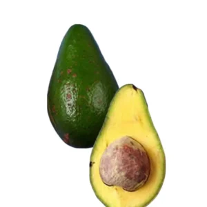 Caribbean Avocado Tree Organic Included Pot - Ready to Grow