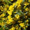 Carolina Jessamine Plant - Live Yellow Jasmine Climbing Vine - 5-7 Inch Tall