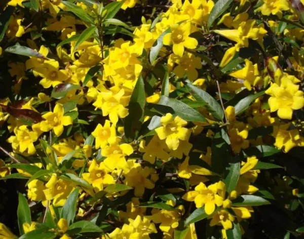 Carolina Jessamine Plant - Live Yellow Jasmine Climbing Vine - 5-7 Inch Tall