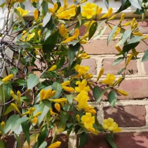 Carolina Jessamine Plant - Live Yellow Jasmine Climbing Vine - 5-7 Inch Tall