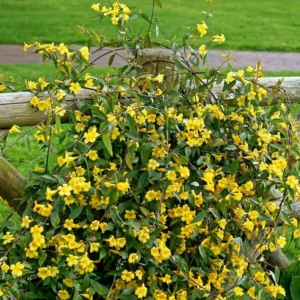 Carolina Jessamine Plant - Live Yellow Jasmine Climbing Vine - 5-7 Inch Tall
