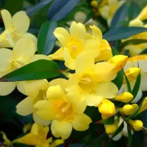 Carolina Jessamine Plant - Live Yellow Jasmine Climbing Vine - 5-7 Inch Tall