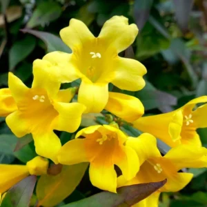Carolina Jessamine Plant - Live Yellow Jasmine Climbing Vine - 5-7 Inch Tall